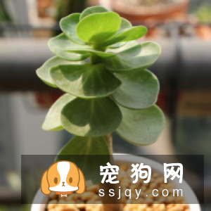 金钱木的形态特点及栽培方法|习性|图片