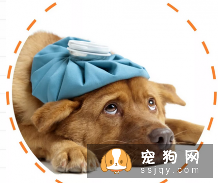 简单的心肺复苏术，在关键时候能救宠物们的命