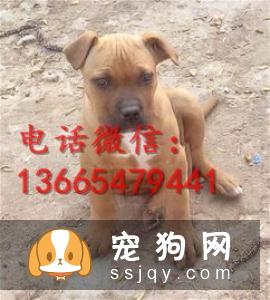 宠物太胖，应该如何控制体重？
