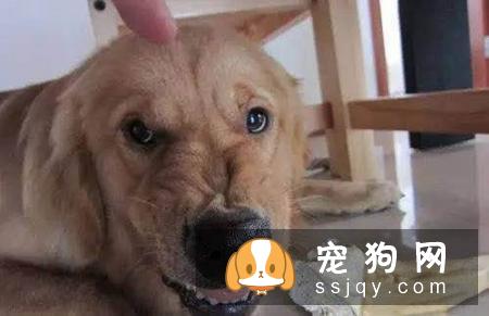 狗狗护食的原因及解决方法