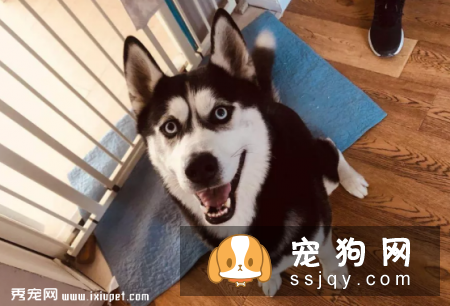 患上分离焦虑症的狗狗有什么特征，应该怎么办