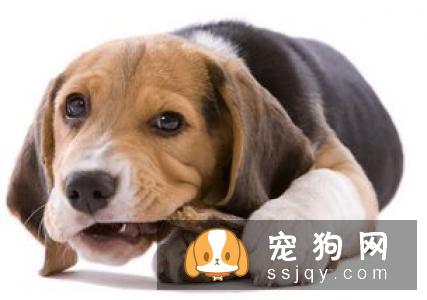 大多数三岁以上的狗狗都患有各种牙齿疾病