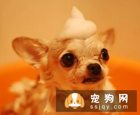 宠物为什么会有泪痕，应该如何祛除