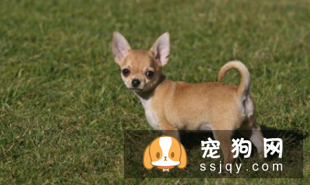 哪种狗寿命最长 盘点寿命最长的5种狗狗