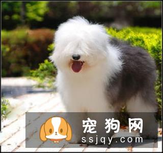 散步时宠物狗喜欢乱跑怎么办?