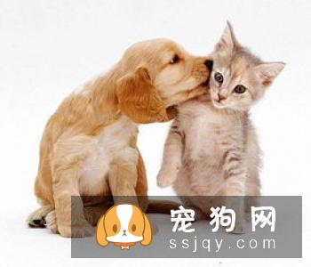 孕妇可以养宠物吗，孕期怎么避免感染弓形虫?