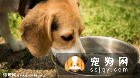 狗狗拉稀很活泼，狗狗拉稀但很精神