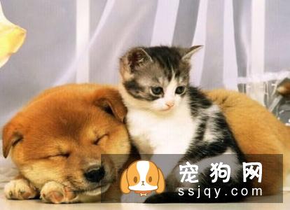 巴吉度猎犬好养吗,怎样训练巴吉度猎犬