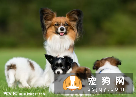 狗狗怀孕迎接新生命，您准备好了吗?