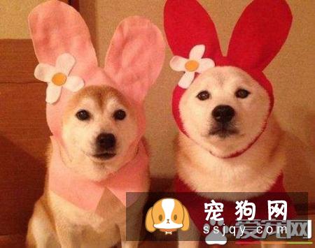 吃骨头会造成一系列消化道的问题