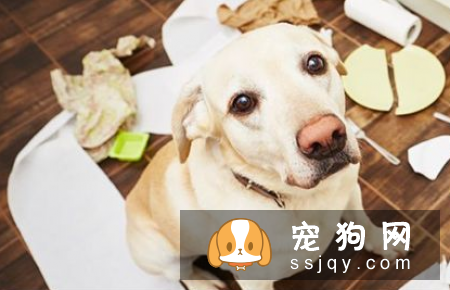 狗狗口臭用什么最管用 99%的铲屎官都不知道的事