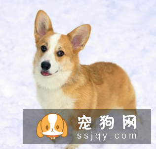 瑞典柯基犬有3个品种! 看看柯基的“小秘密”