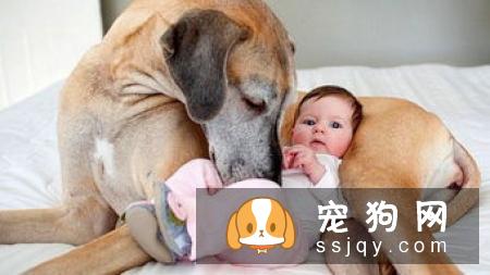 如何给狗狗梳毛，狗狗梳毛方法及注意事项！
