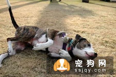 狗狗注射疫苗后过敏怎么办