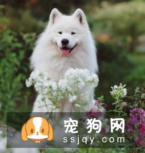 关于狗狗驱虫：闷热潮湿的8月份，是什么1变100？