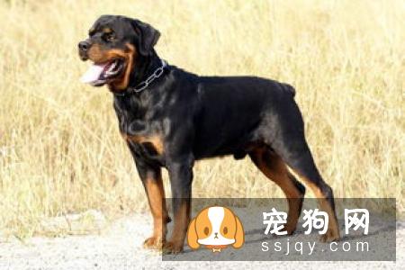 什么狗最聪明最好训? 看看有你家狗狗吗?