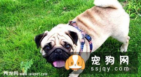 巴哥犬感冒如何治疗?