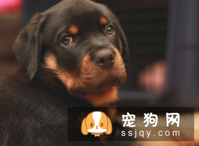 什么狗最聪明最好训? 看看有你家狗狗吗?