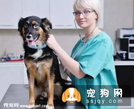 对狗狗的溺爱，有可能致它们死亡