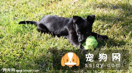 小型葡萄牙波登可犬训练方法_多少钱一只