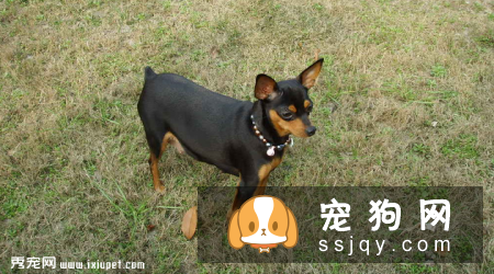 小鹿犬为什么要断尾_小鹿犬多少钱一只|智商