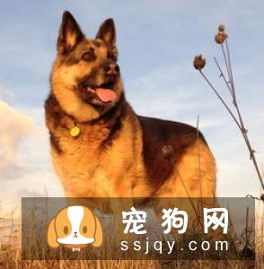 什么品种的狗最忠诚_最忠诚的狗狗排名
