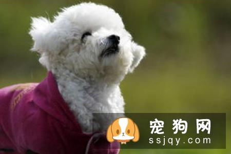 比熊狗粮应该怎么挑选 比熊吃什么狗粮长得好