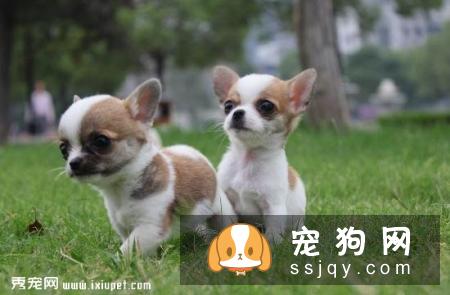 挑选吉娃娃必须掌握的技巧有哪些?-家居装修问答