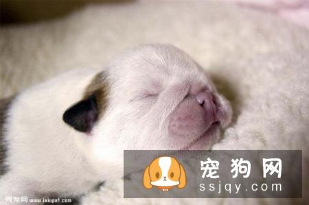 幼犬狗粮什么牌子好?了解幼犬需求很重要
