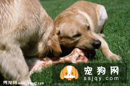 狗狗吃肉越多越好吗？