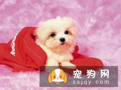长期给狗狗喂干食又限制饮水