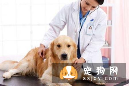 狗狗体内驱虫
