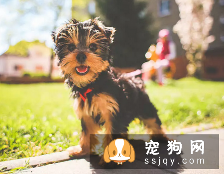 了解这些幼犬饲养指南，让狗狗健康成长