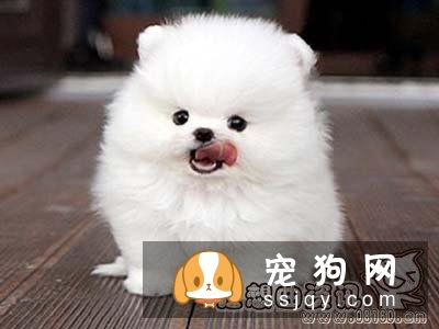 狗狗养多久才会认主，看看这些表现就知道了