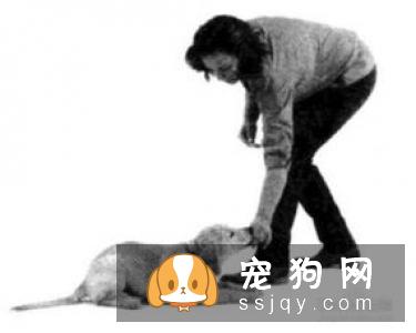 如何训练狗狗趴下