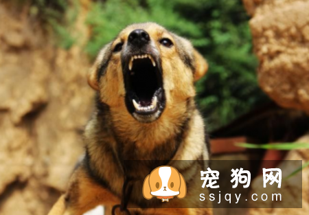 狗狗在叫时处于什么状态