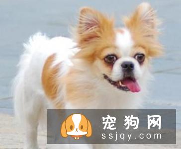不要恐惧狗狗患糖尿病，来了解一下患病原因和治疗方法吧
