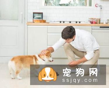 狗狗护食的原因及解决方法