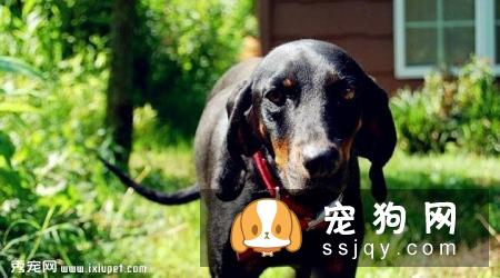 黑褐色猎浣熊犬多少钱一只,好养吗_介绍|图片