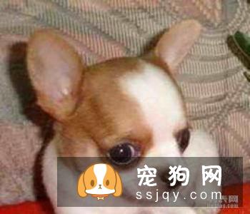 公藏獒和铁包金有什么区别?