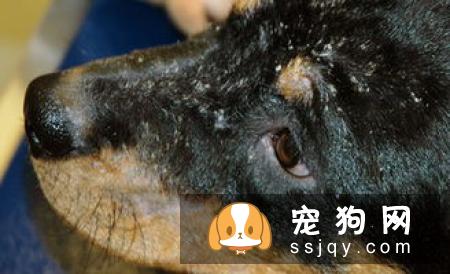 狗狗脱毛的那些事儿_宠物频道
