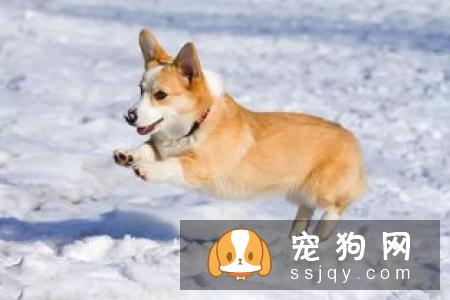 狗狗感冒怎么办最有效 几个小妙招教你轻松解决