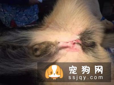 狗狗白内障用什么药，需要做手术吗？