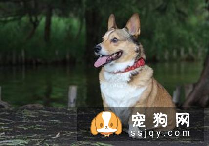 养宠常遇到的10个大坑，合格的铲屎官需了解！