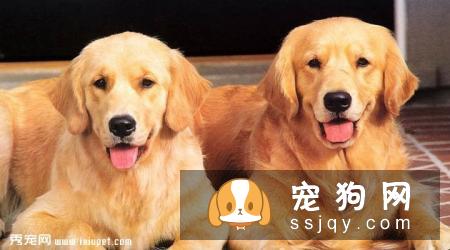 金毛犬不吃狗粮，吃剩饭菜可以吗？