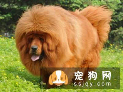巴仙吉犬智商高不高,掉毛怎么样_价格贵吗？