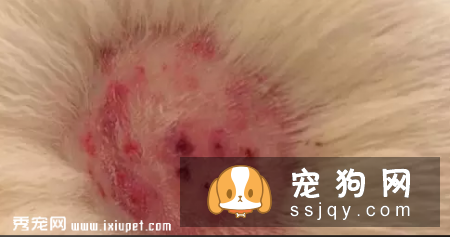 狗狗有哪些常见皮肤病 应该如何预防治疗