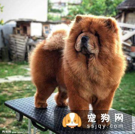 家庭喂养松狮犬的方法_宠物频道