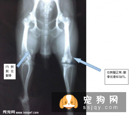 髌骨脱位是小型宠物常见的关节疾病