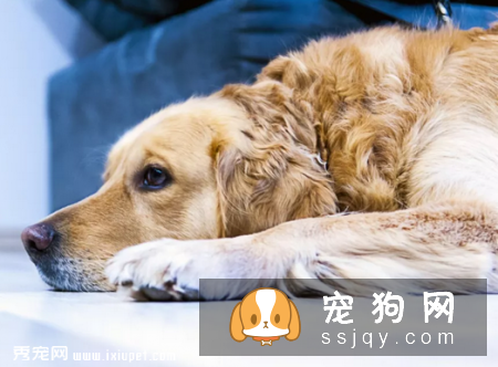 狗狗能不能吃猫粮，狗狗吃猫粮对身体有影响吗?